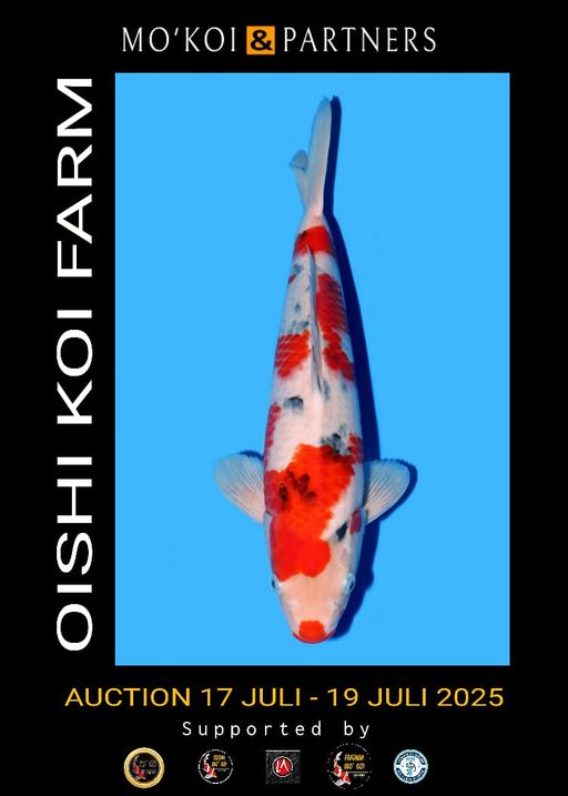 SANKE OISHI FEMALE 40cm