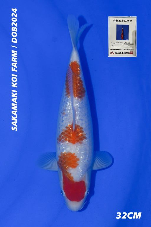 KOHAKU GINRIN SAKAMAKI FARM 32cm
