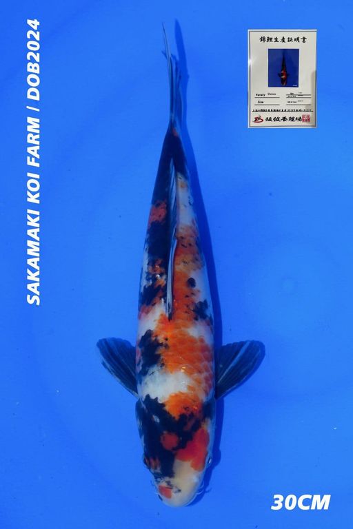 SHOWA SANSHOKU SAKAMAKI FARM 30cm