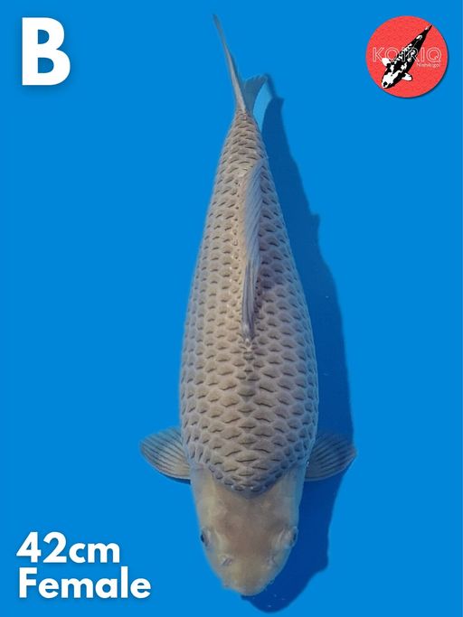 SUPERBULKY SORAMEL SHORTBODY FEMALE 42cm