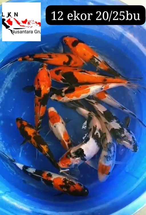 MIX 12 EKOR SHOWA LOKASI BOJONEGORO 2025BU 24cm