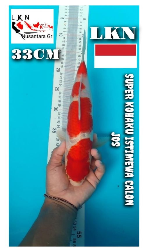 SUPER KOHAKU ISTIMEWA CUTKER LOKASI BOJONEGORO 33cm