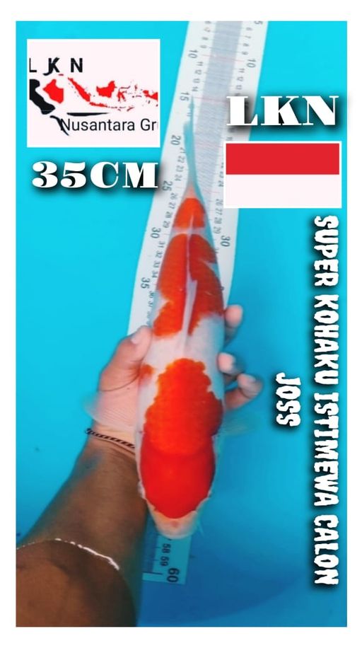 SUPER KOHAKU ISTIMEWA CALON KOLEKSI KOLAM SULTAN LOKASI IKAN DI BOJONEGORO 35cm
