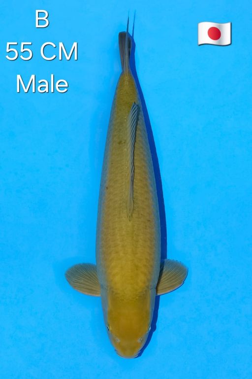 CHAGOI MARUDO KOI FARM VERY HIGH QUALITY MALE 55cm