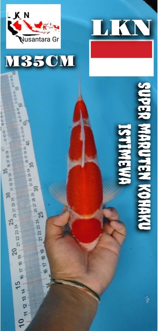 SUPER MARUTEN KOHAKU MALE ISTIMEWA CUTKER LOKASI BOJONEGORO 35cm