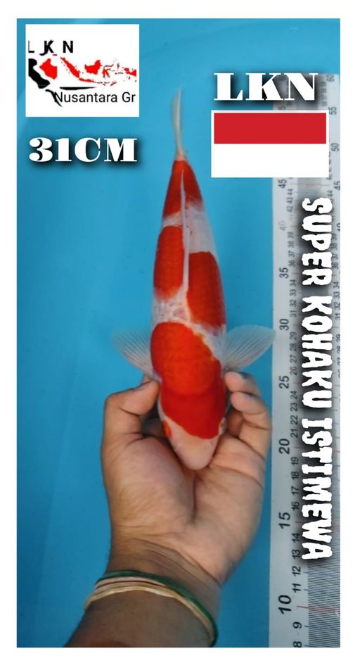 SUPER KOHAKU ISTIMEWA CUTKER LOKASI BOJONEGORO 31cm