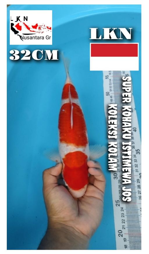 SUPER KOHAKU ISTIMEWA CUTKER LOKASI BOJONEGORO 32cm
