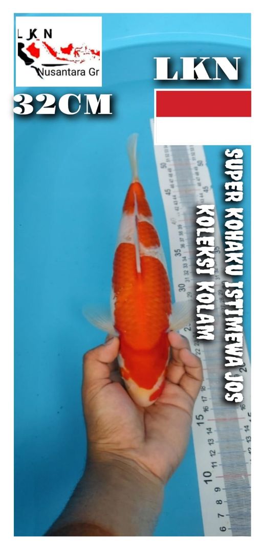 SUPER KOHAKU ISTIMEWA CUTKER LOKASI BOJONEGORO 33cm