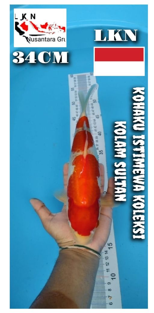 SUPER KOHAKU ISTIMEWA CUTKER LOKASI BOJONEGORO 34cm