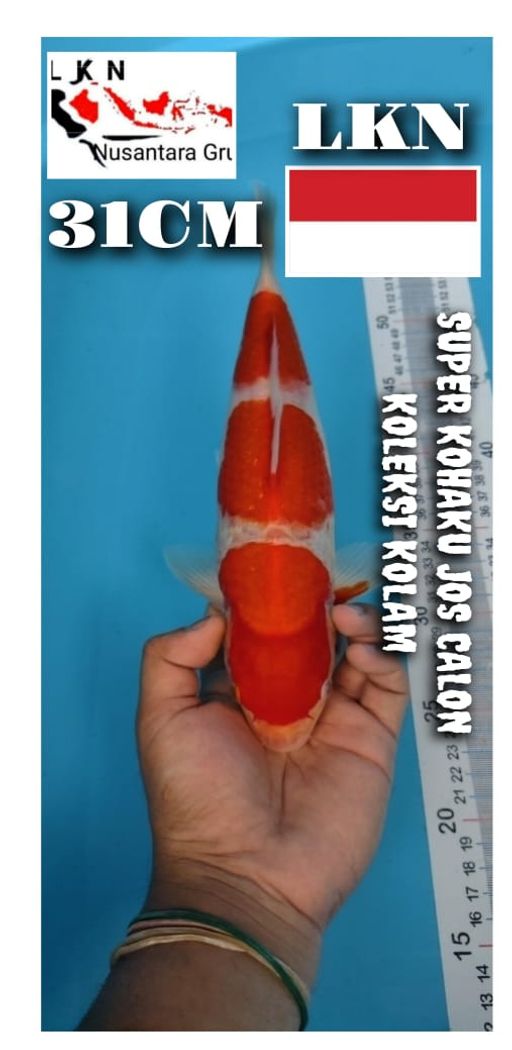 SUPER KOHAKU ISTIMEWA CUTKER LOKASI BOJONEGORO 31cm