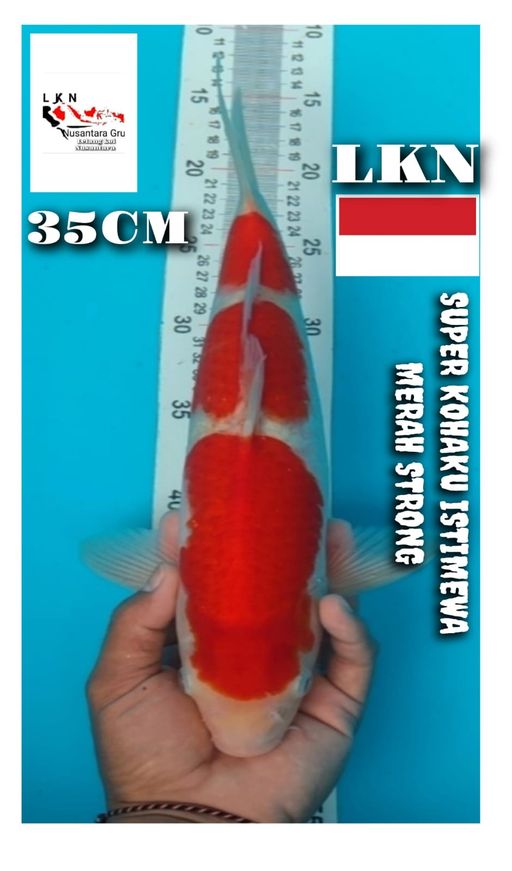 SUPER KOHAKU SQ ISTIMEWA IKAN KELAS SULTAN JOSS LOKASI BOJONEGORO 35cm