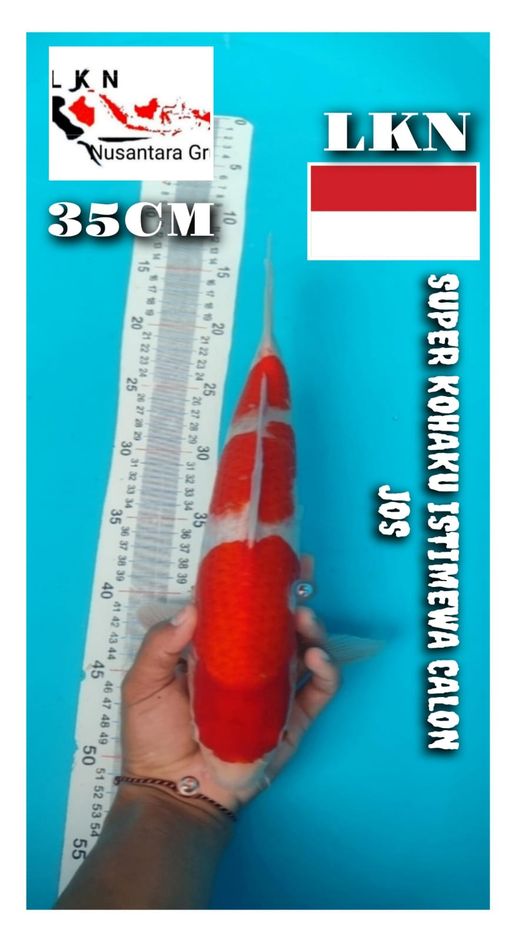 SUPER KOHAKU SQ ISTIMEWA IKAN KELAS SULTAN JOSS LOKASI BOJONEGORO 35cm