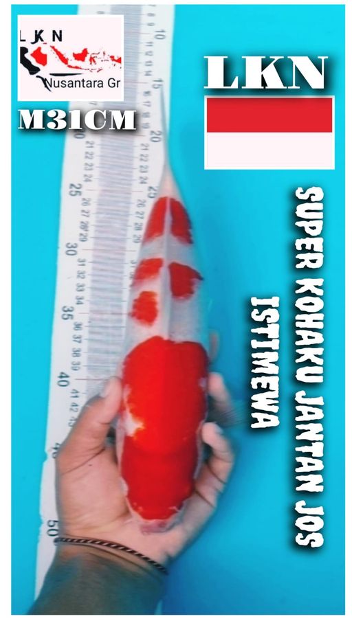 SUPER KOHAKU MALE ISTIMEWA CALON POTENSI BESAR KEDEPAN CUTKER LOKASI BOJONEGORO 31cm