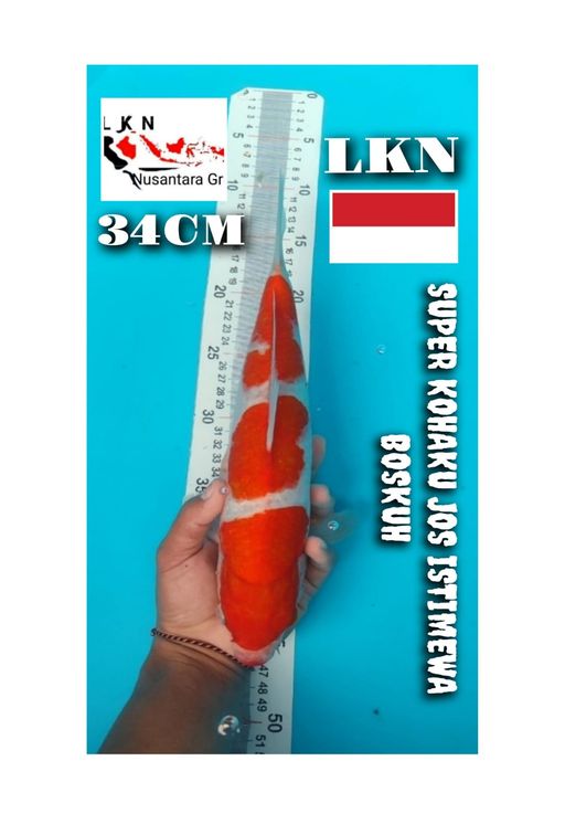 SUPER KOHAKU ISTIMEWA CALON POTENSI BESAR KEDEPAN CUTKER LOKASI BOJONEGORO 34cm