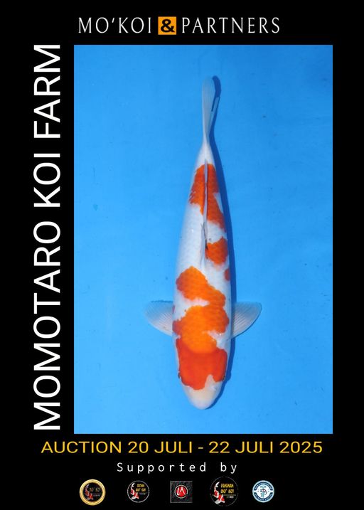 SANKE MOMOTARO 45cm