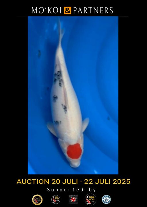 TC SANKE FEMALE 44cm