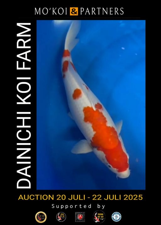 KOHAKU DAINICHI FEMALE 44cm