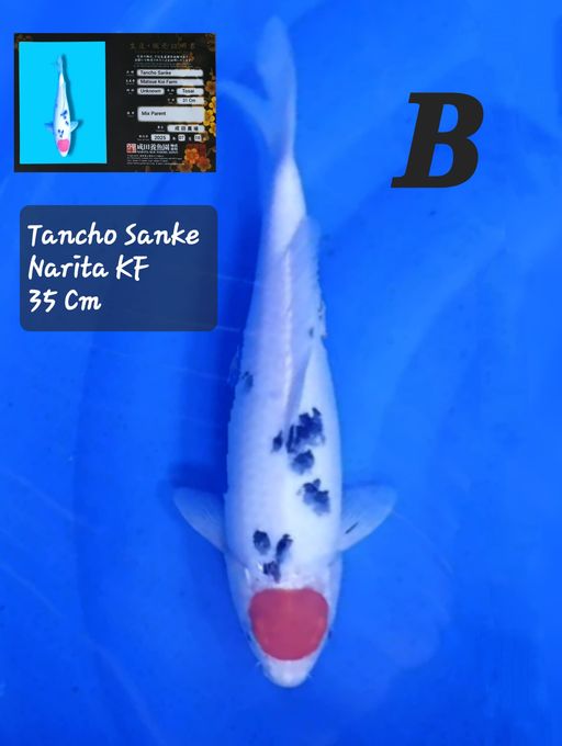 TANCHO SANKE NARITA KF 35cm