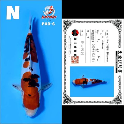 P08 DOITSU SHOWA SHINODA MALE 24cm