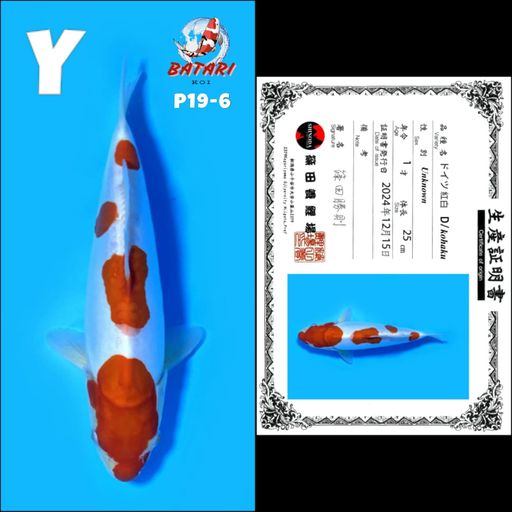 P19 DOITSU KOHAKU SHINODA MALE 25cm
