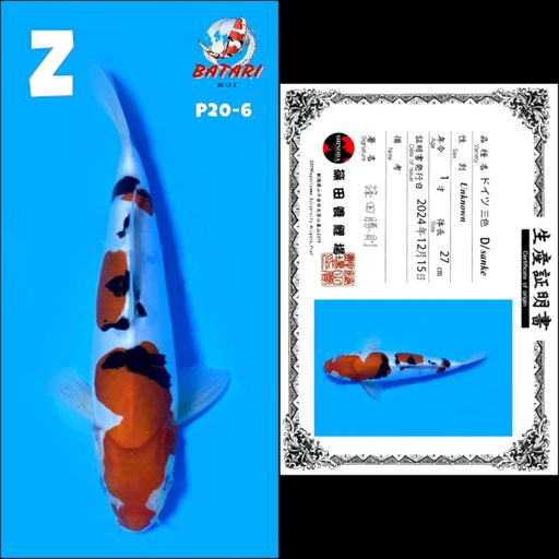 P20 DOITSU SANKE SHINODA MALE 27cm
