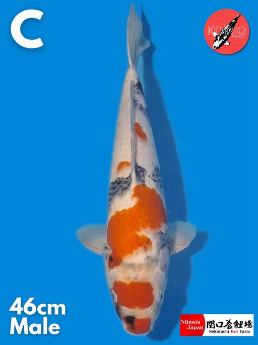SHOWA IMPORT SEKIGUCHI KOI FARM MALE 46cm