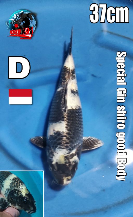 HQ GOOD BODY GIN SHIRO BERPUNUK RINGAN 37cm