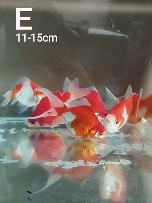 PAKET TAMASABA 7EKOR POLA MERAH PUTIH 1115cm