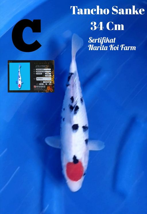 TANCHO SANKE SERTIFIKATNARITA KF 34cm
