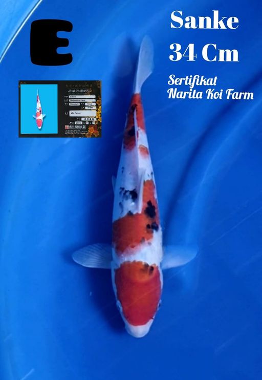 SANKE SERTIFIKATNARITA KF 34cm