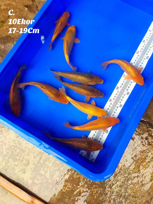 SUPER PAKET KARASI KARAMEL GINRIN FULL GINRIN BAHAN SHOW QUALITY 10 EKOR 17 19cm