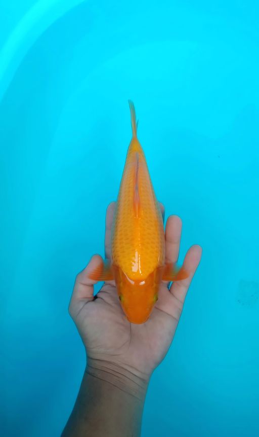 KARASHI MANGO 23cm