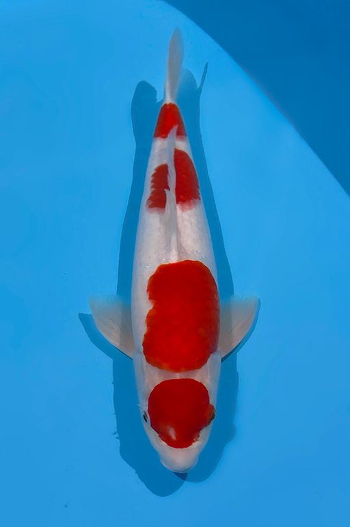 KOHAKU AKF BLOODLINE 42cm