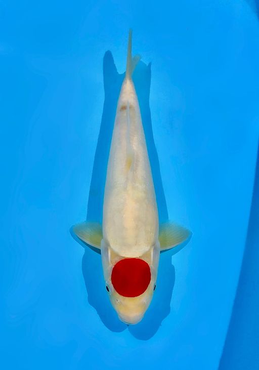 TANCO AKF BLOODLINE 32cm