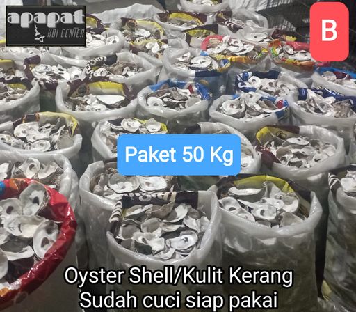 50 KG OYSTER SHELL CANGKANG KERANG BERSIH SUDAH CUCI SIAP PAKAI 5cm
