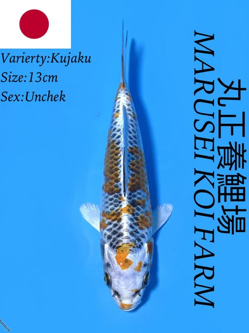 KUJAKU IMPORT SERTIFIKATMARUSEI UNCHEK 13cm