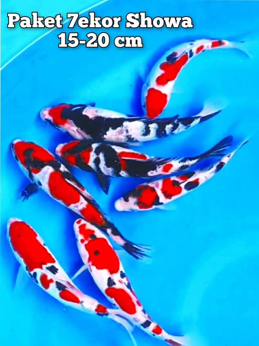 PAKET SHOWA 7 EKOR 1520cm