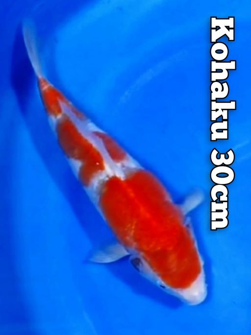 KOHAKU 30cm