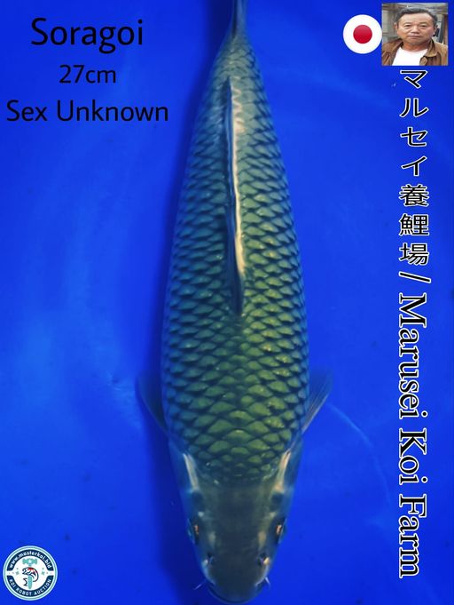 SUPERB QUALITY SORAGOI IMPORT FROM MARUSEI KOI FARM 27cm