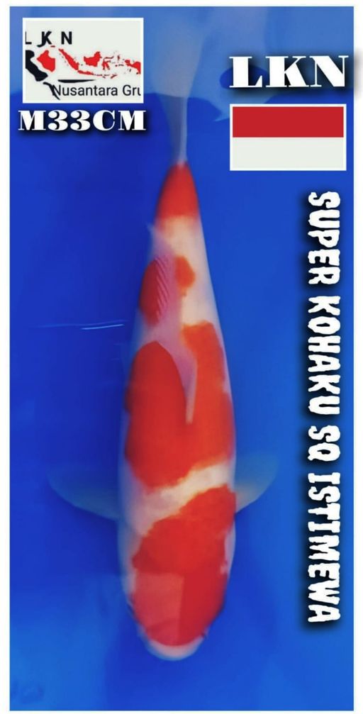 SUPER KOHAKU SQ MALE ISTIMEWA LOKASI BOJONEGORO 33cm