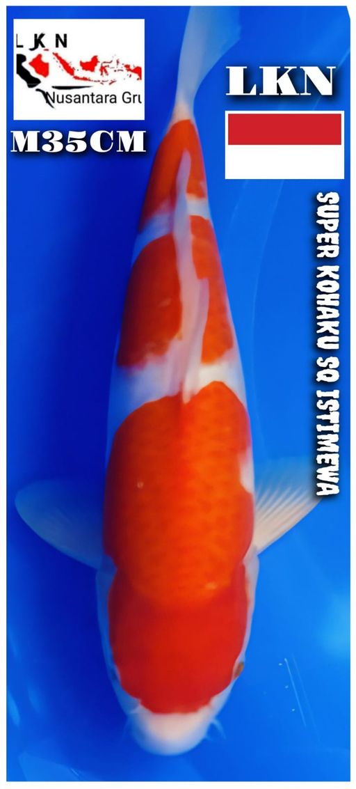 SUPER KOHAKU SQ MALE ISTIMEWA LOKASI BOJONEGORO 35cm