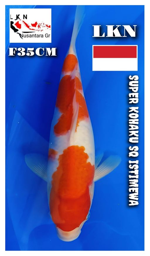 SUPER KOHAKU SQ FEMALE ISTIMEWA LOKASI BOJONEGORO 35cm