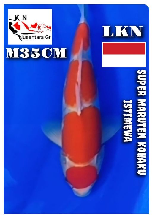 SUPER MARUTEN KOHAKU MALE CALON JOS BAKAT JUMBO ISTIMEWA LOKASI BOJONEGORO 35cm