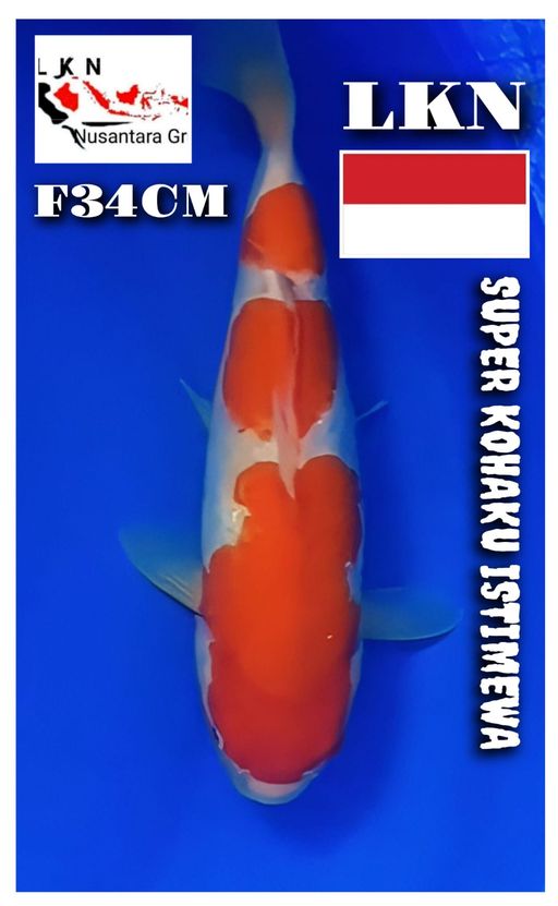 SUPER KOHAKU FEMALE ISTIMEWA LOKASI BOJONEGORO 34cm