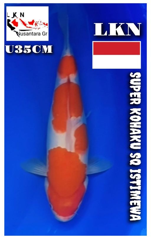 SUPER KOHAKU SQ ISTIMEWA UNCHEK LOKASI BOJONEGORO 34cm