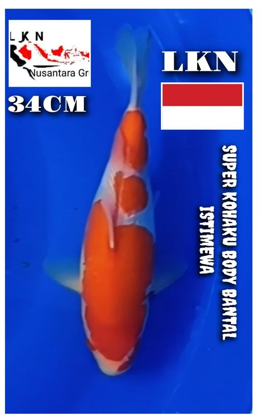 SUPER KOHAKU BODY BANTAL ISTIMEWA LOKASI BOJONEGORO 34cm