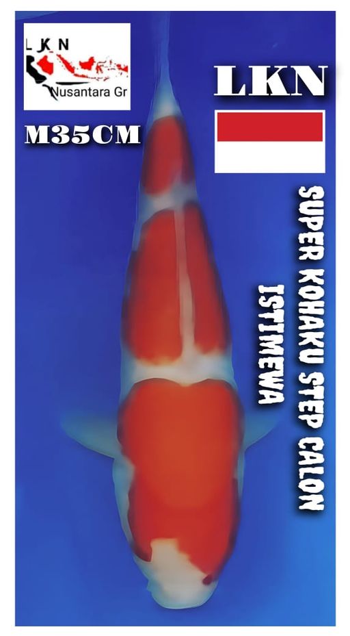 SUPER KOHAKU STEPP CALON JOS ISTIMEWA LOKASI BOJONEGORO 35cm