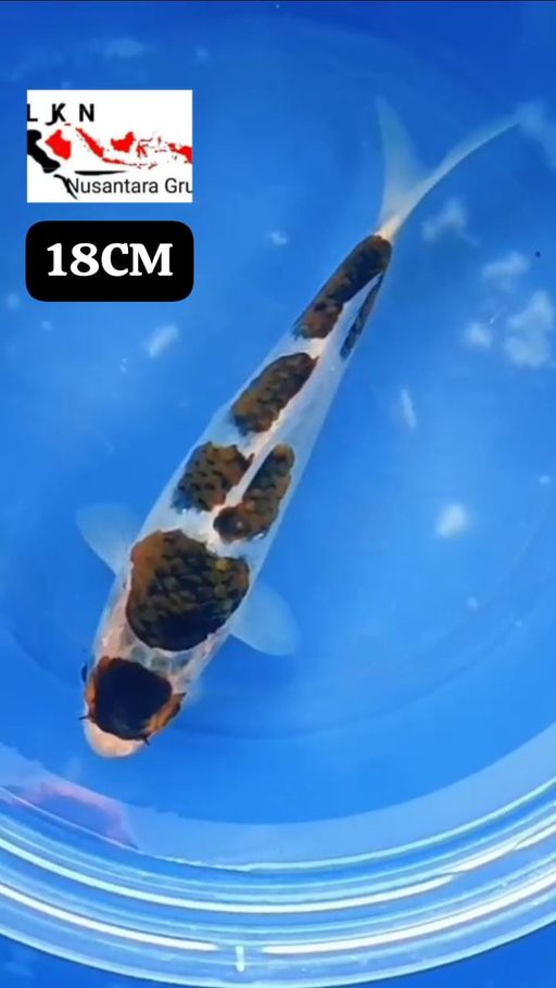 MINION GOROMO BAHAN KEPPING ISTIMEWA LOKASI BOJONEGORO 18cm