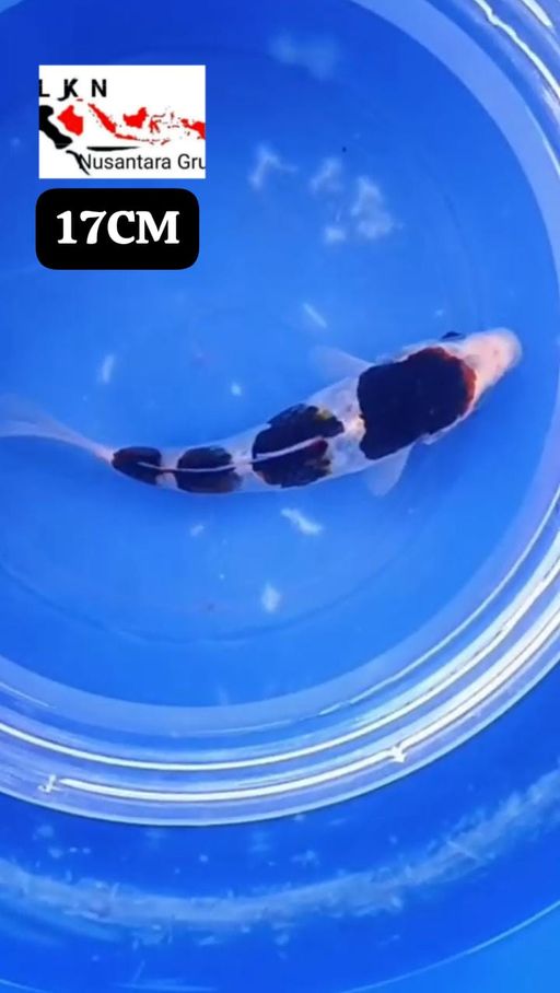 MINION GOROMO BAHAN KEPPING ISTIMEWA LOKASI BOJONEGORO 17cm