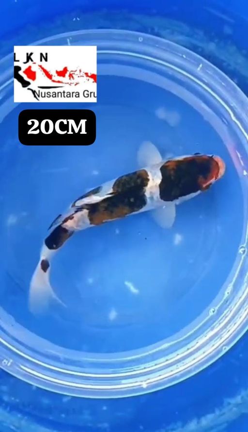 MINION GOROMO BAHAN KEPPING ISTIMEWA LOKASI BOJONEGORO 20cm